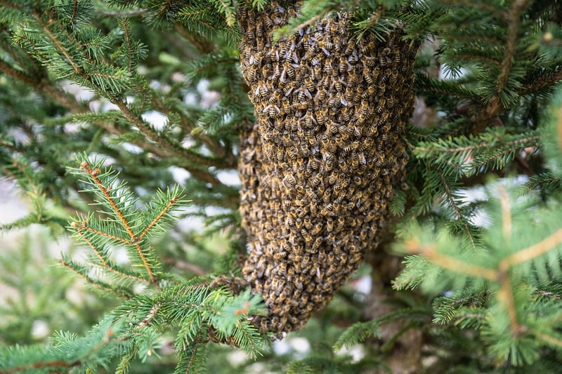 Bees